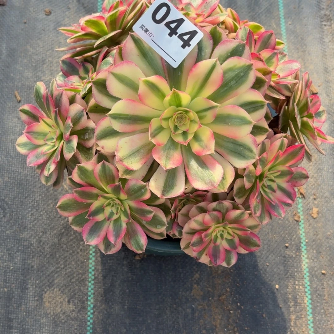 044倾城多肉植物发货
