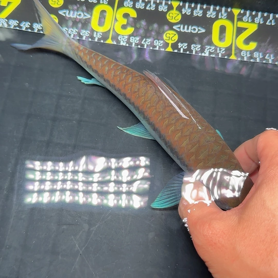 吉罗鱼洪崩河异口蓝吉罗23公分