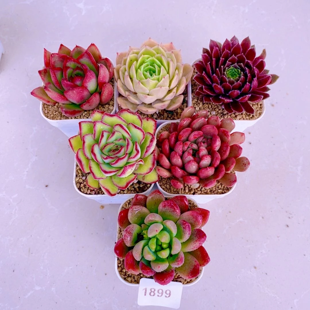 多肉植物 指定六颗送盆土（6厘米左右）