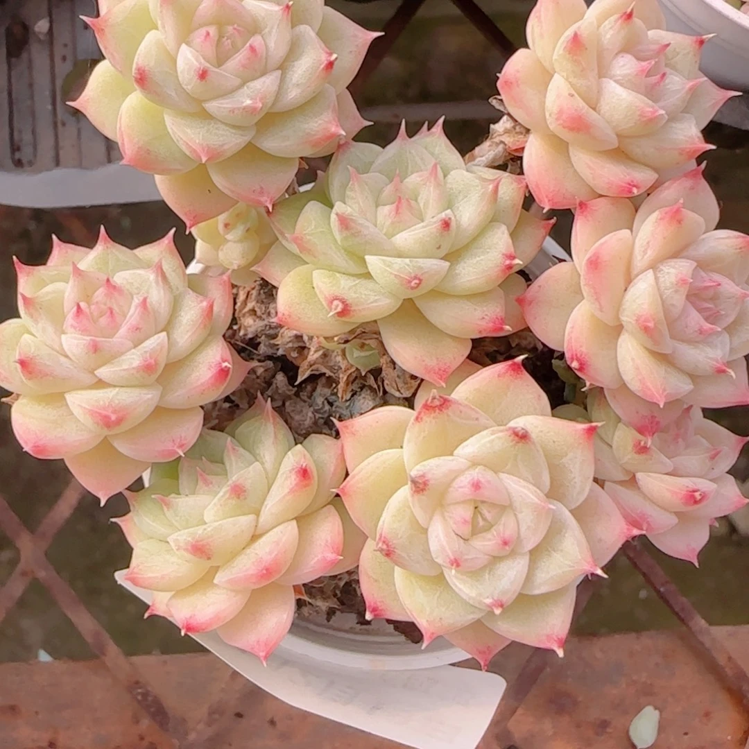 C***花语多肉1219-247