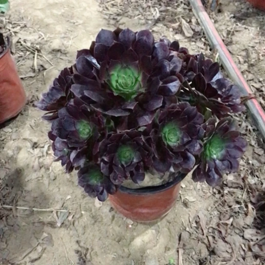 紫***韵赤焰莲法师多肉植物4