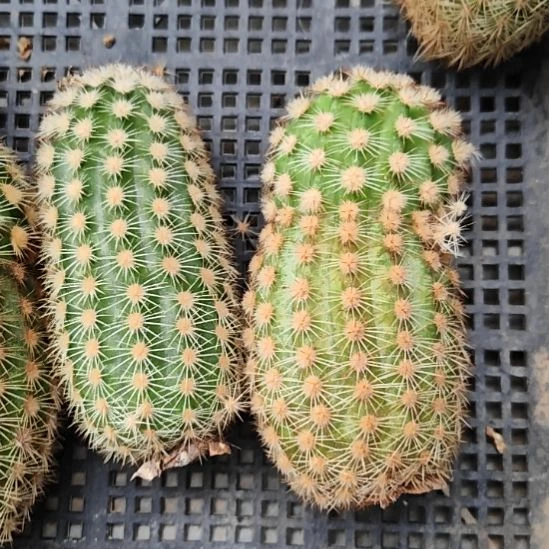 史蒂夫之梦侧芽大2个福
