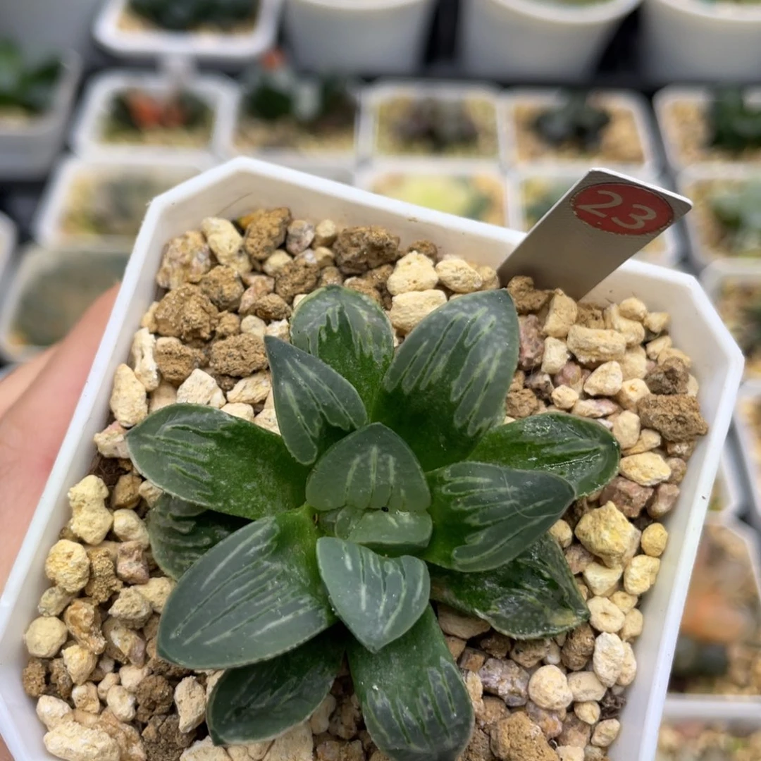 22 白寡妇F3111111111