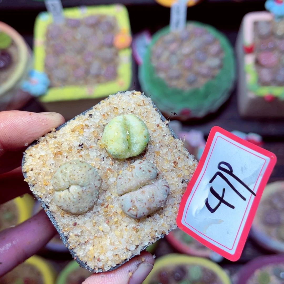 479生石花带盆发1