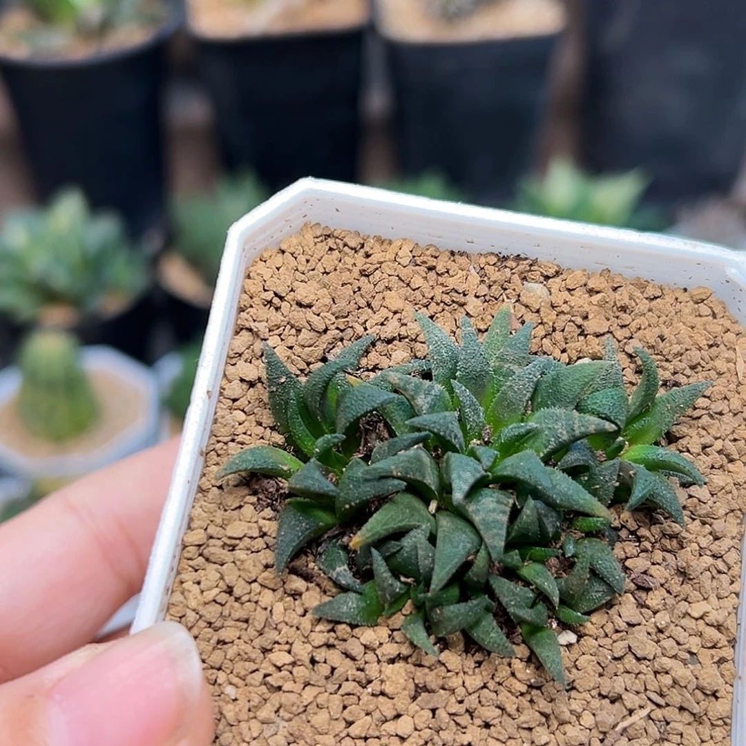 小型群蛟群一颗