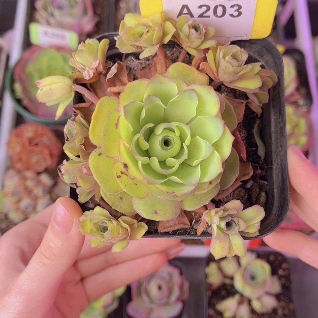 单品一物一拍203号