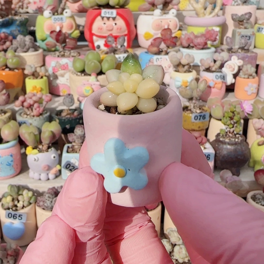 天空美人锦 盆口2cm