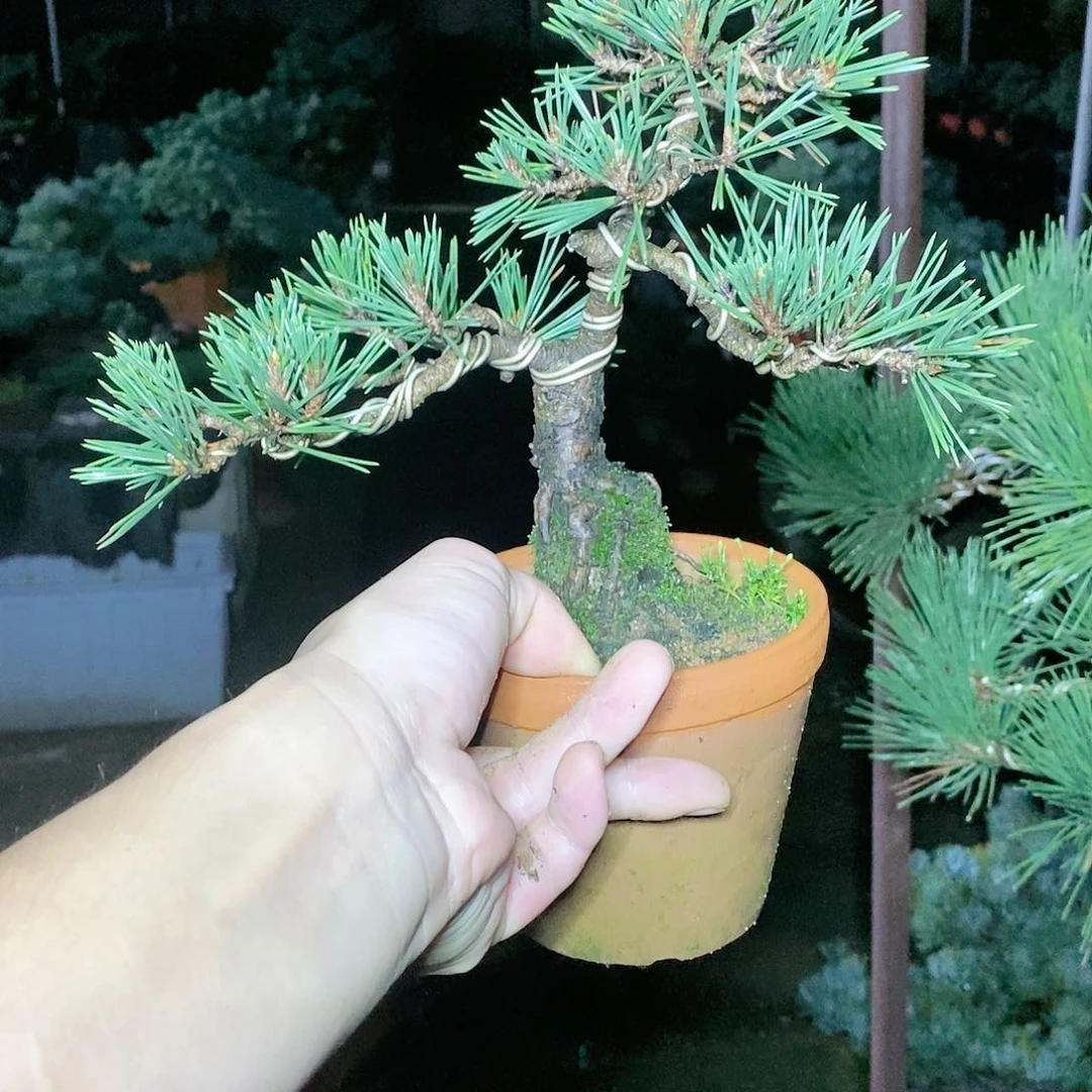 【闪购商品】无花朵米***林