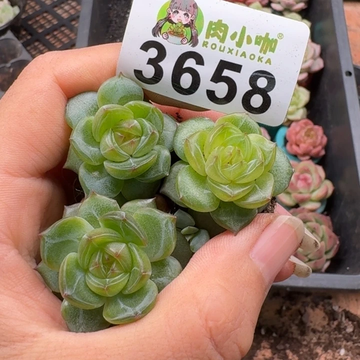 多肉植物多肉植物
