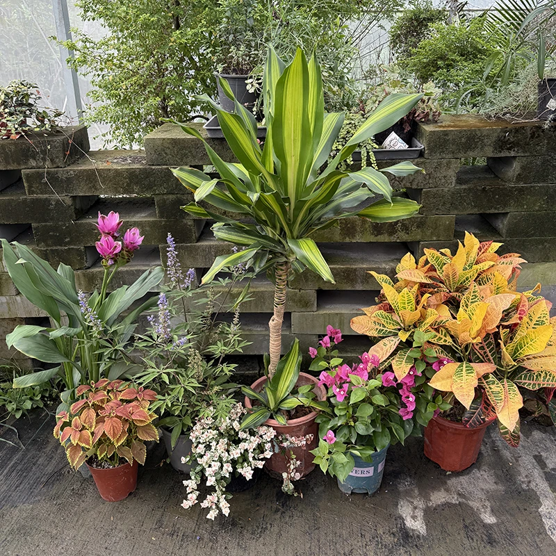 罗曼的花园 低维护夏日多彩花境组合盆栽苗耐热耐晒花园南方阳台