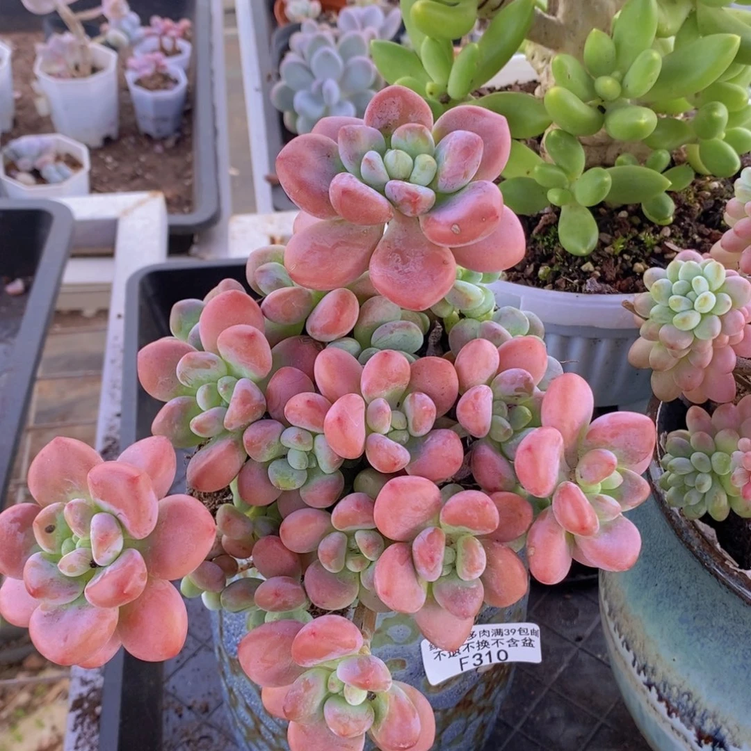 樱花洛神15cm310多肉植物
