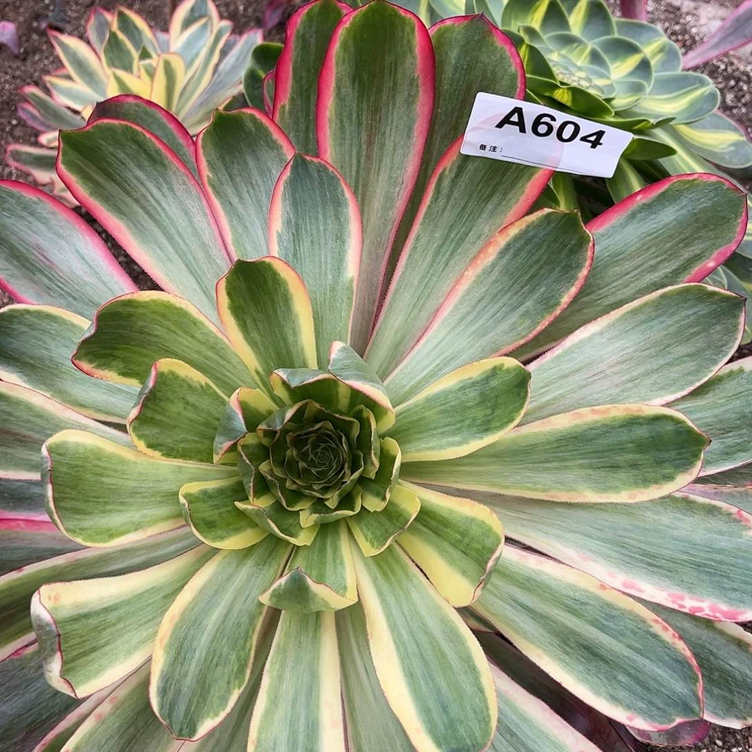 红魔女法师多肉植物