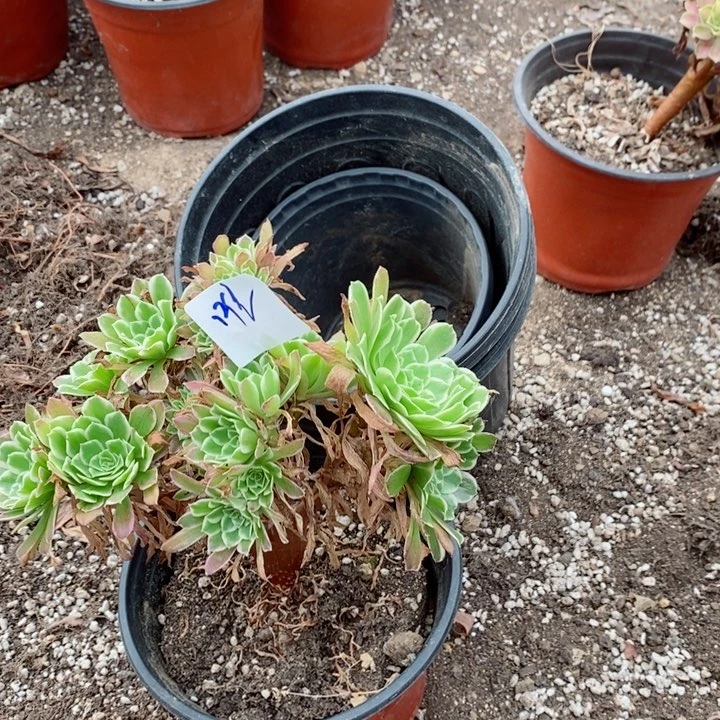 唯*喂一多肉法师缀化