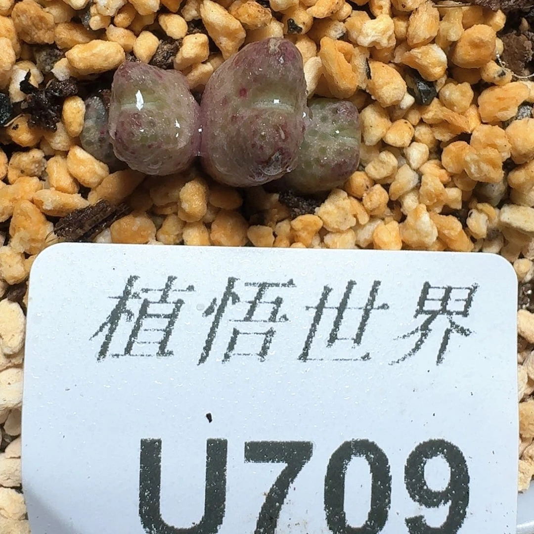 709盒多肉植物哇f f