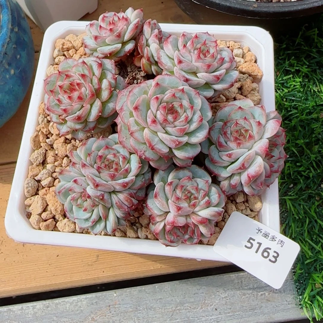 天鹅绒，5163多肉植物