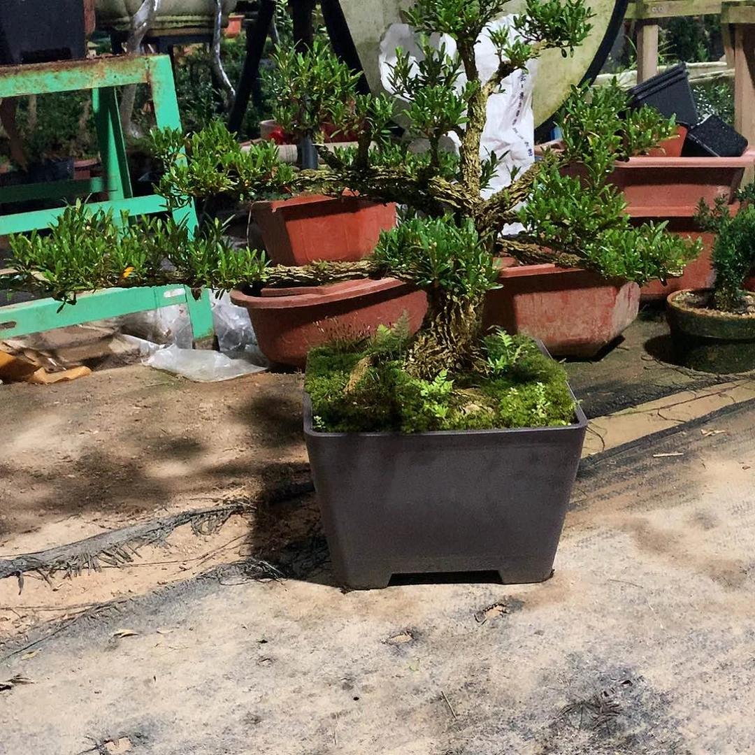 一物一拍。土球发货