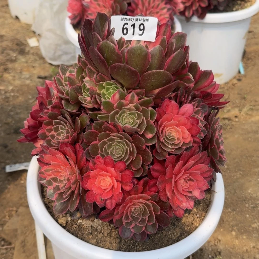 619黑魔锦多肉植物