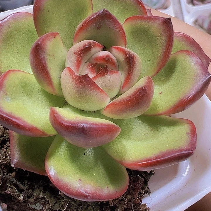 万宝龙19包邮多肉植物