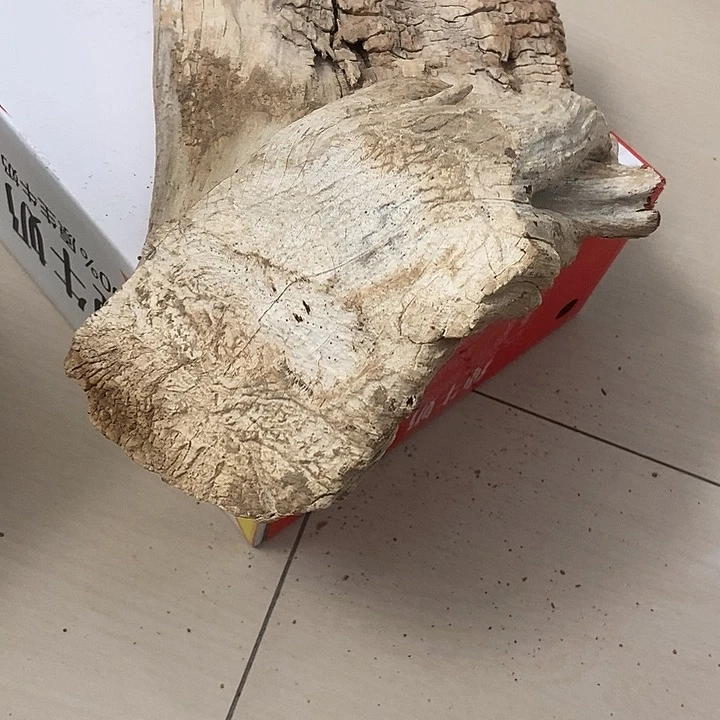 香榧木立***抵太行天下第一