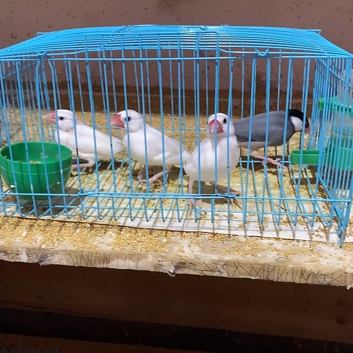 珍珠鸟老*特价文鸟4只