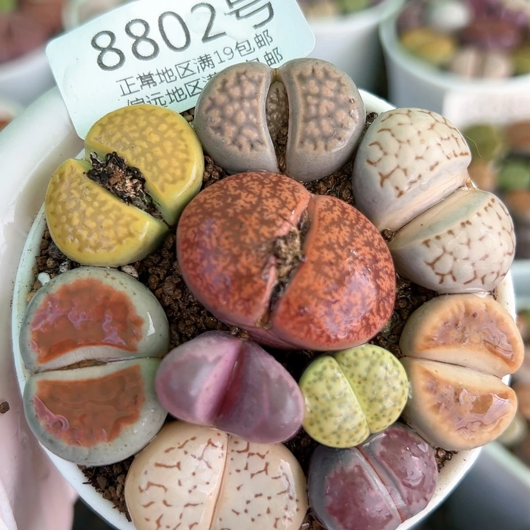 好养易活生石花大母本8802