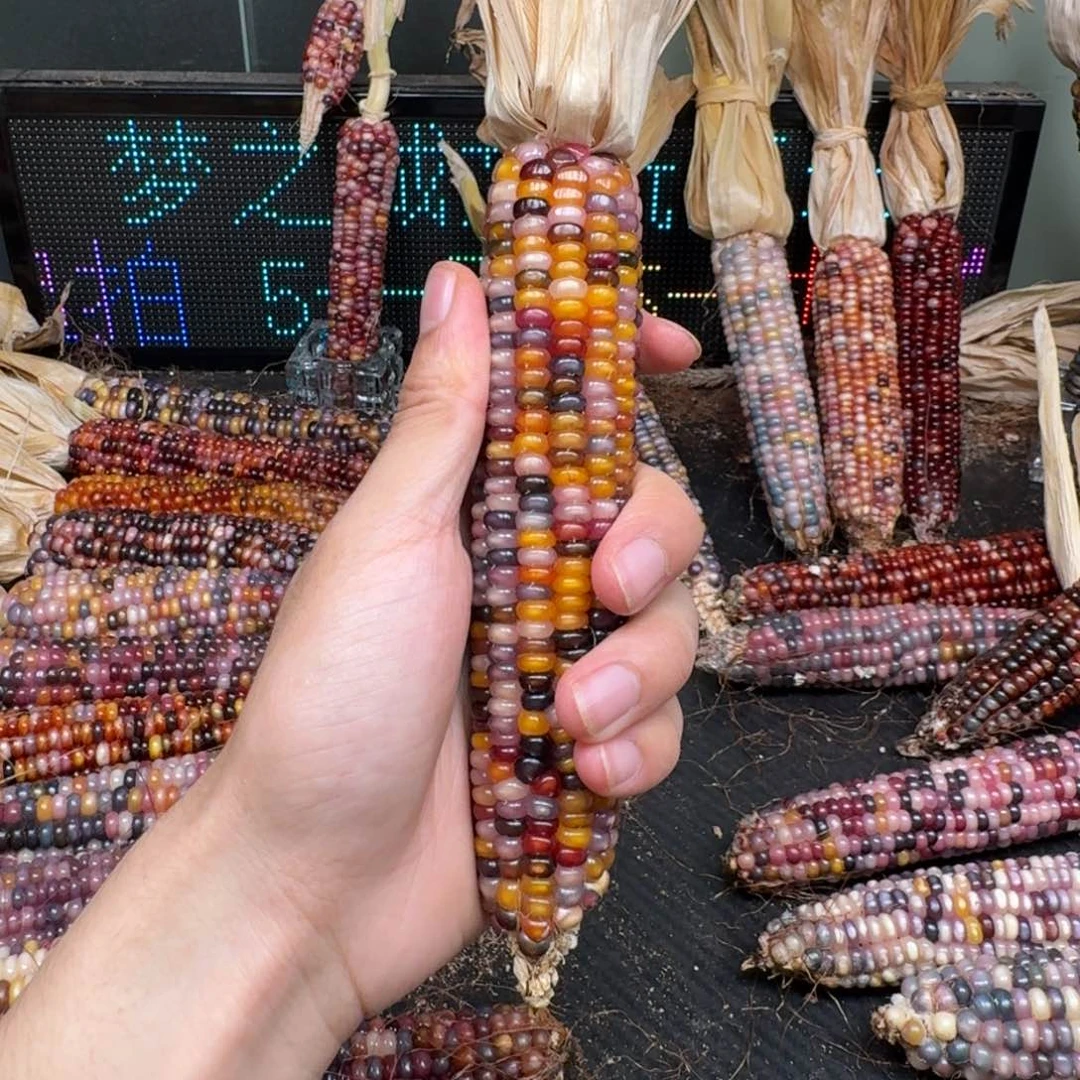 柏香籽/百香籽吊坠?****?