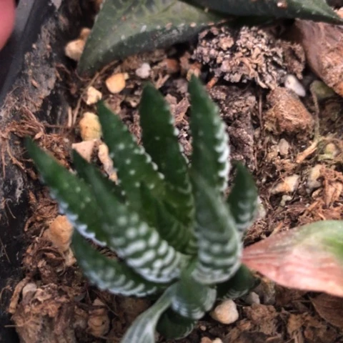 瓦维硬叶多肉植物