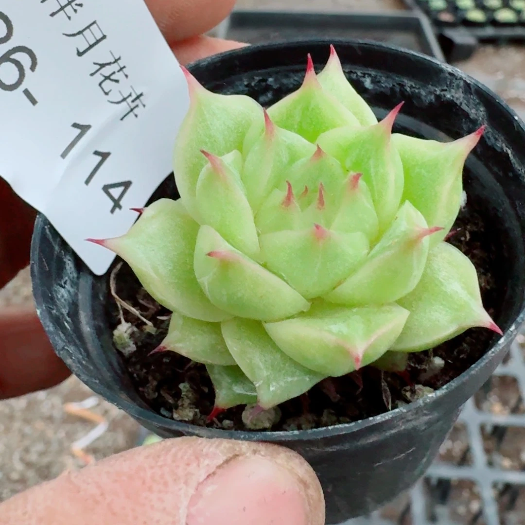 多肉杂交一物一拍26-114