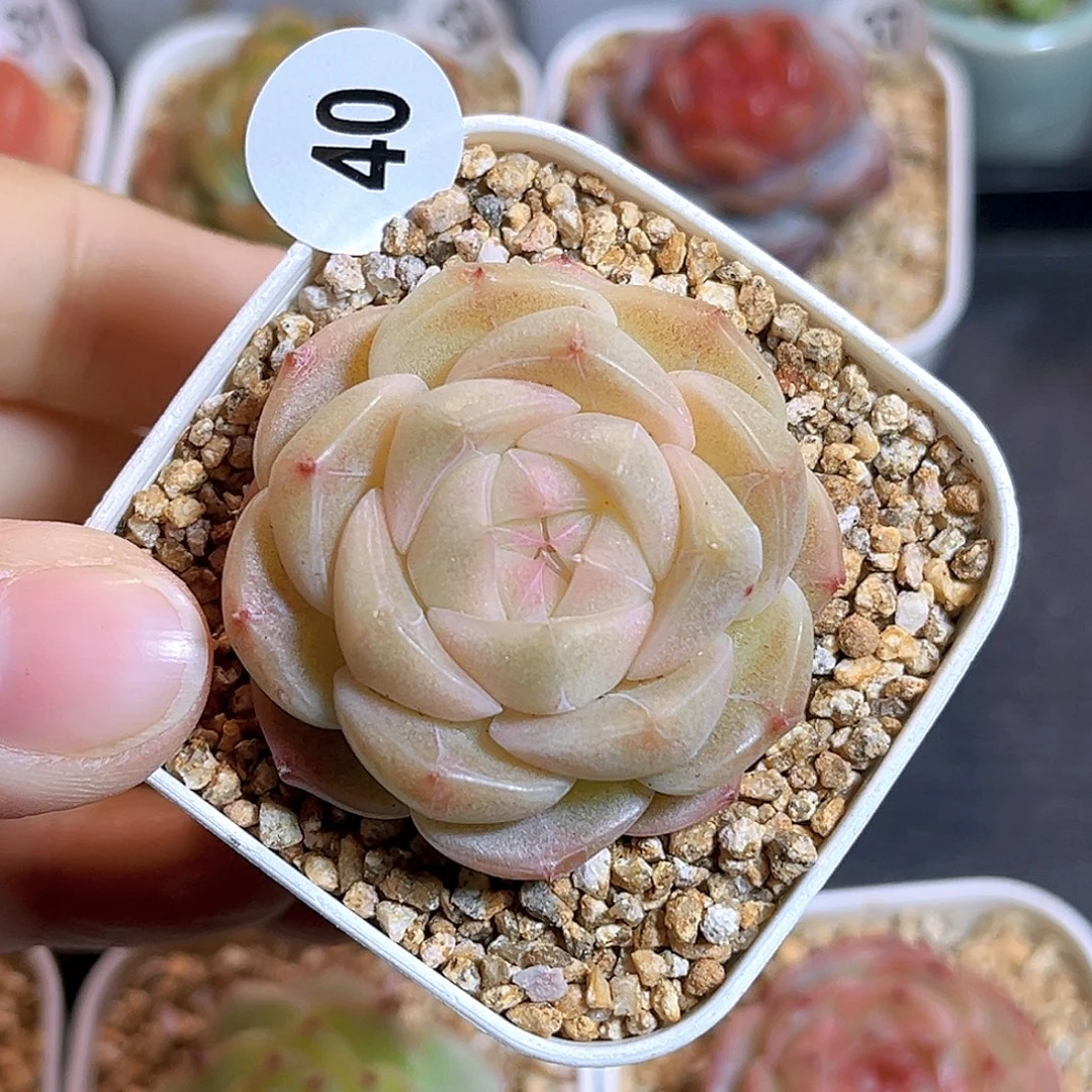 40 新品珍妮  满18包邮