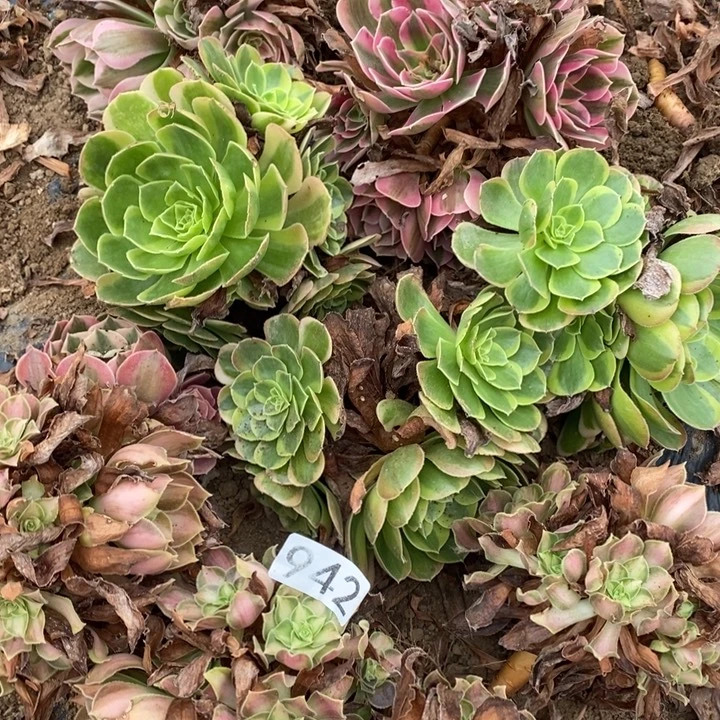 942号10棵11111111111