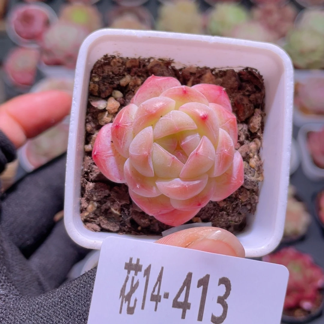 花利美14-413白桃汽水