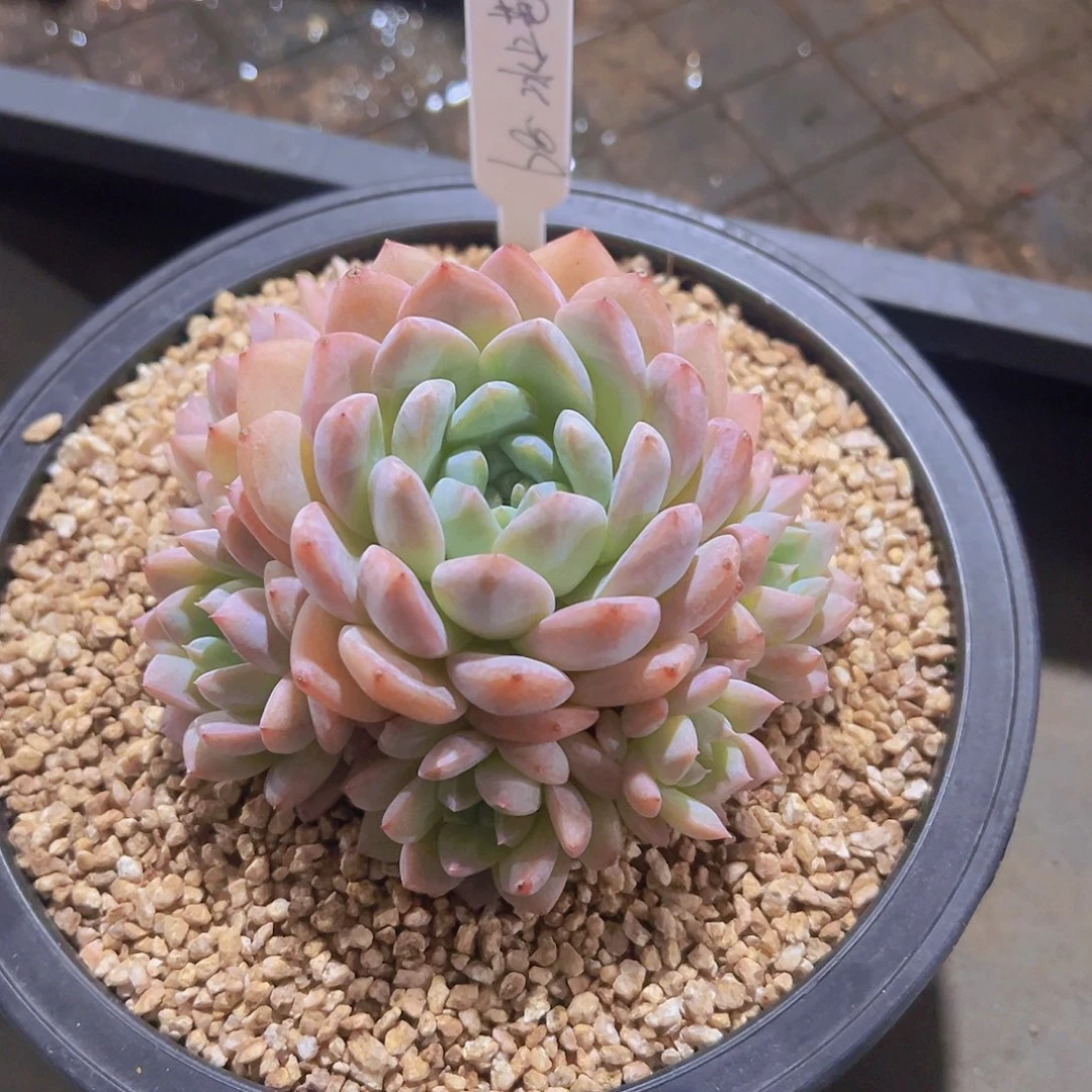 冰***蕾厚梦 珍妮，多肉植物，