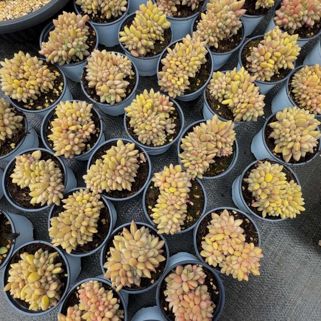 桃花源缀化团购40