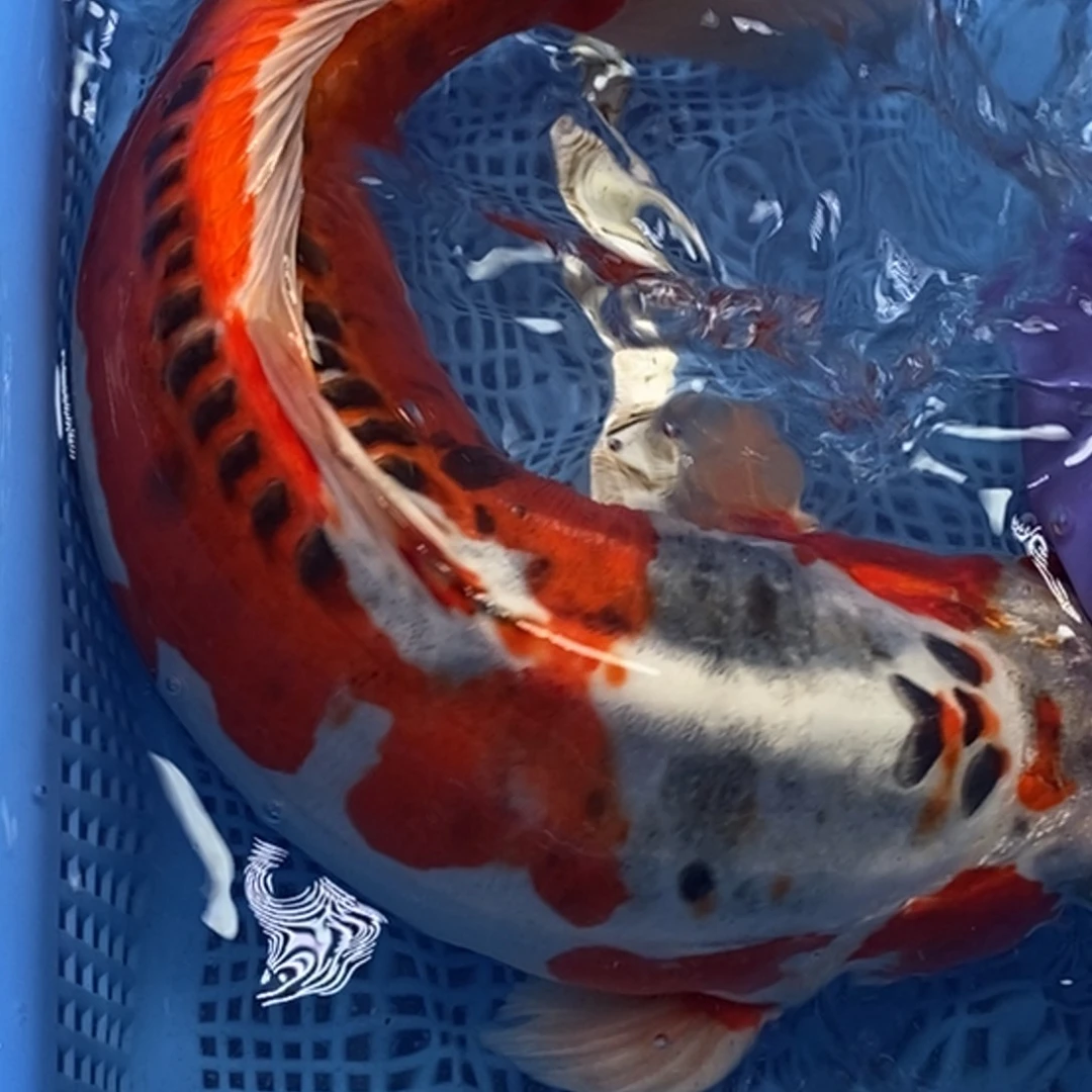 锦鲤冷水锦鲤包邮