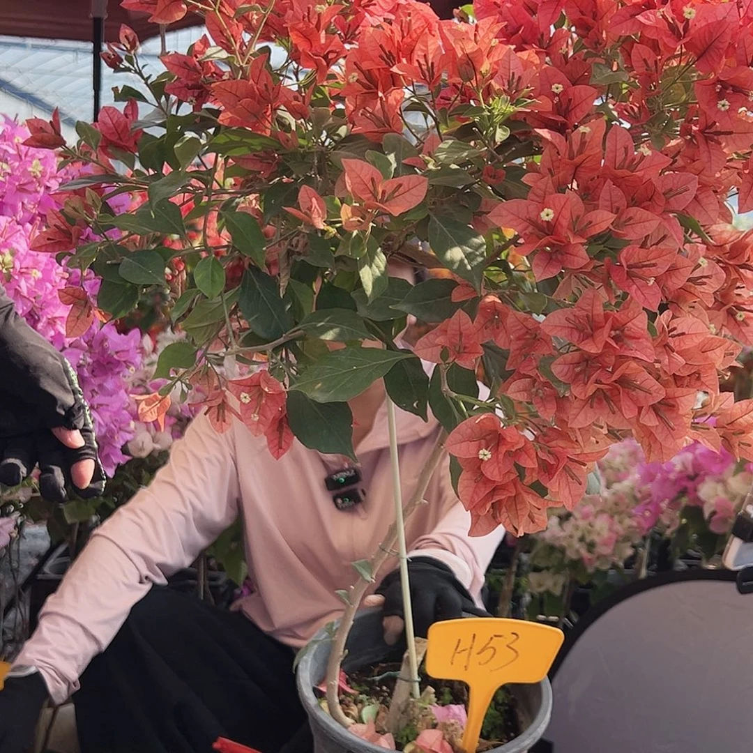 ****兰大部分花苞少量开放H53酒红