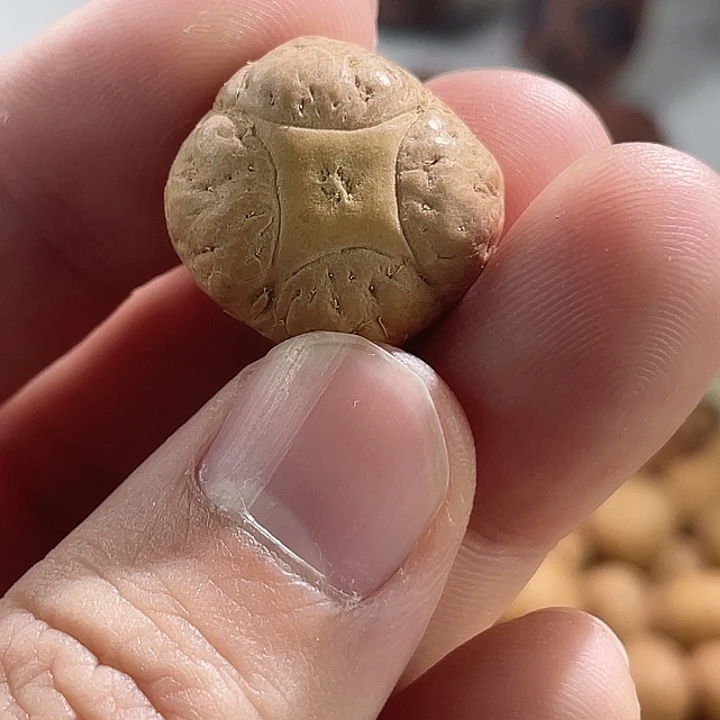 吊坠凤眼菩提尼泊尔小凤眼