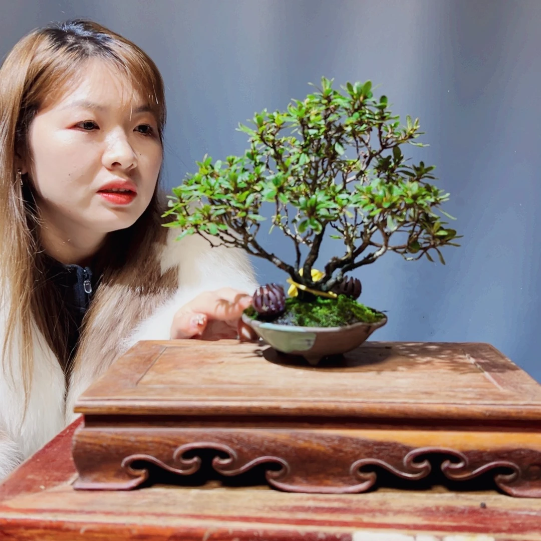 蓝***调完全开放杜鹃花的诗作是