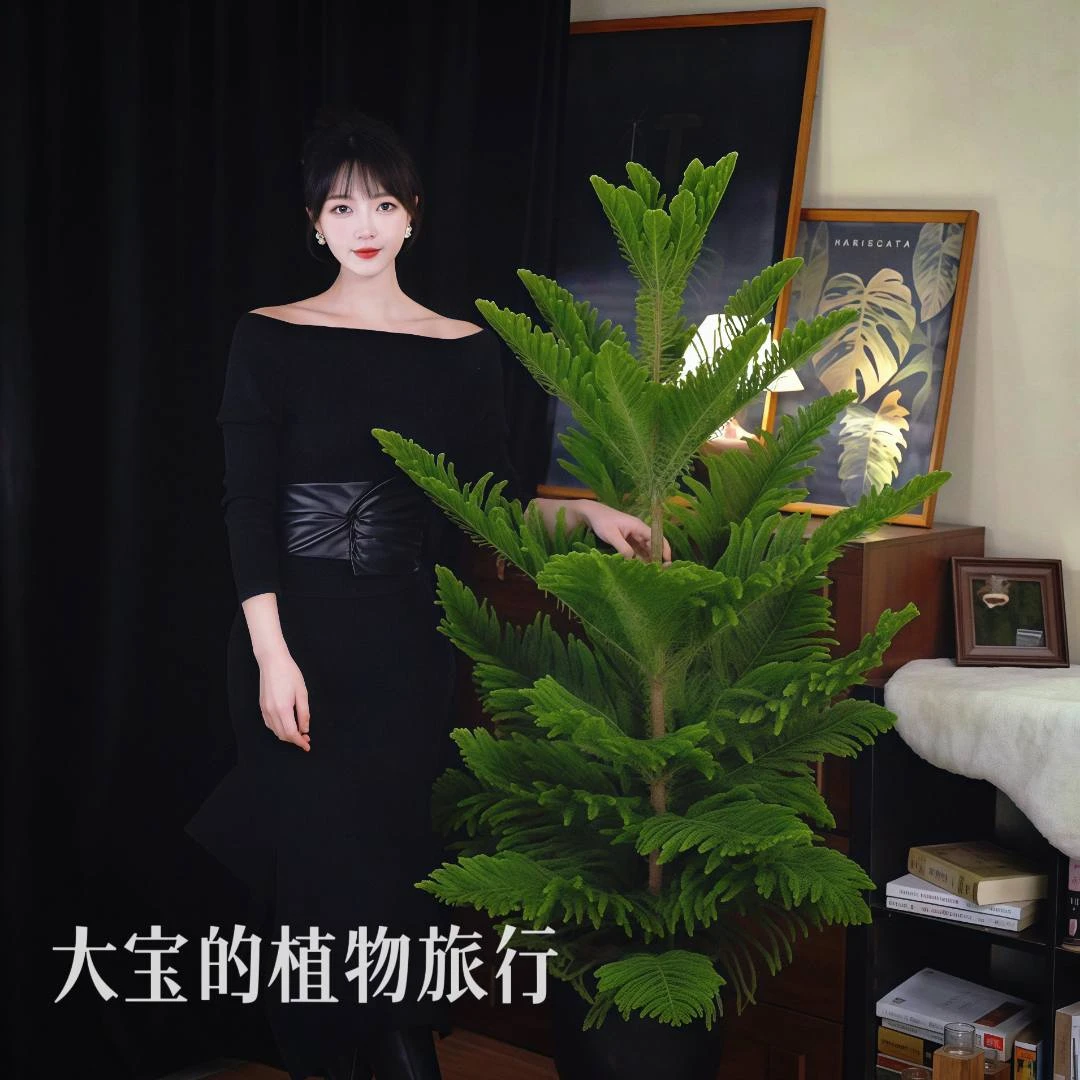 【氛围南洋杉】圣诞树高端绿植南洋杉网红室内客厅落地盆栽四季常青