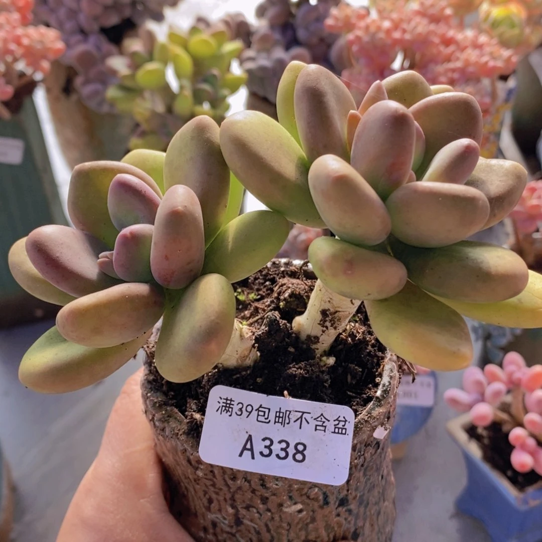 芒果奶老桩338多肉植物
