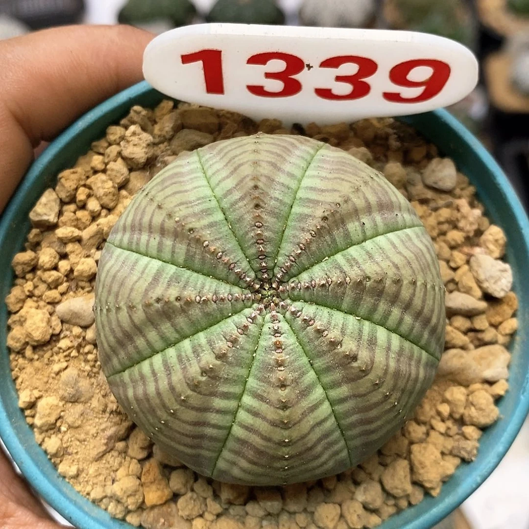 1339福利特价咯布纹