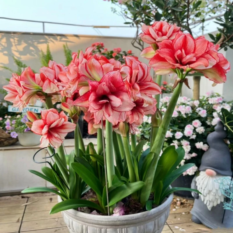 海帝的花园南非朱顶红阿弗雷进口种球鬼魅滑稽演员花卉植物室内花