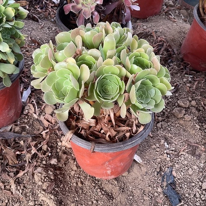 柠檬玫瑰玫瑰玫瑰玫瑰