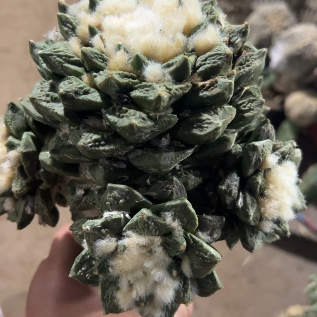 龟甲牡丹群仙人球178