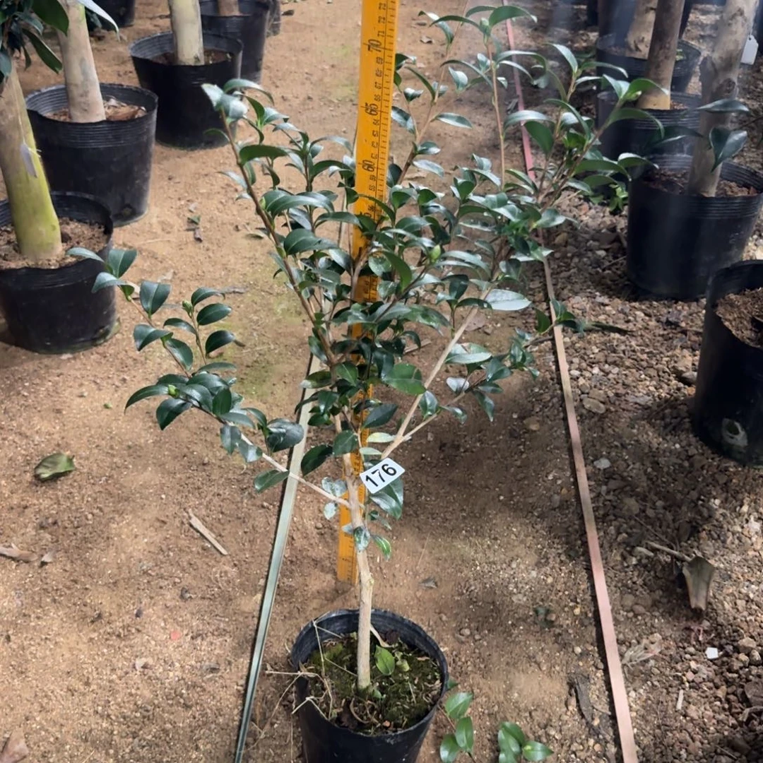 少量花朵（建议范围：2朵-5朵 或40%以下）176英八