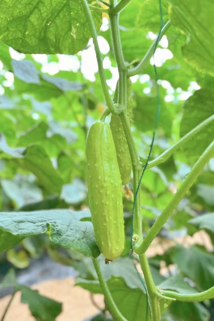 【京东】山东白玉黄瓜  净重四斤