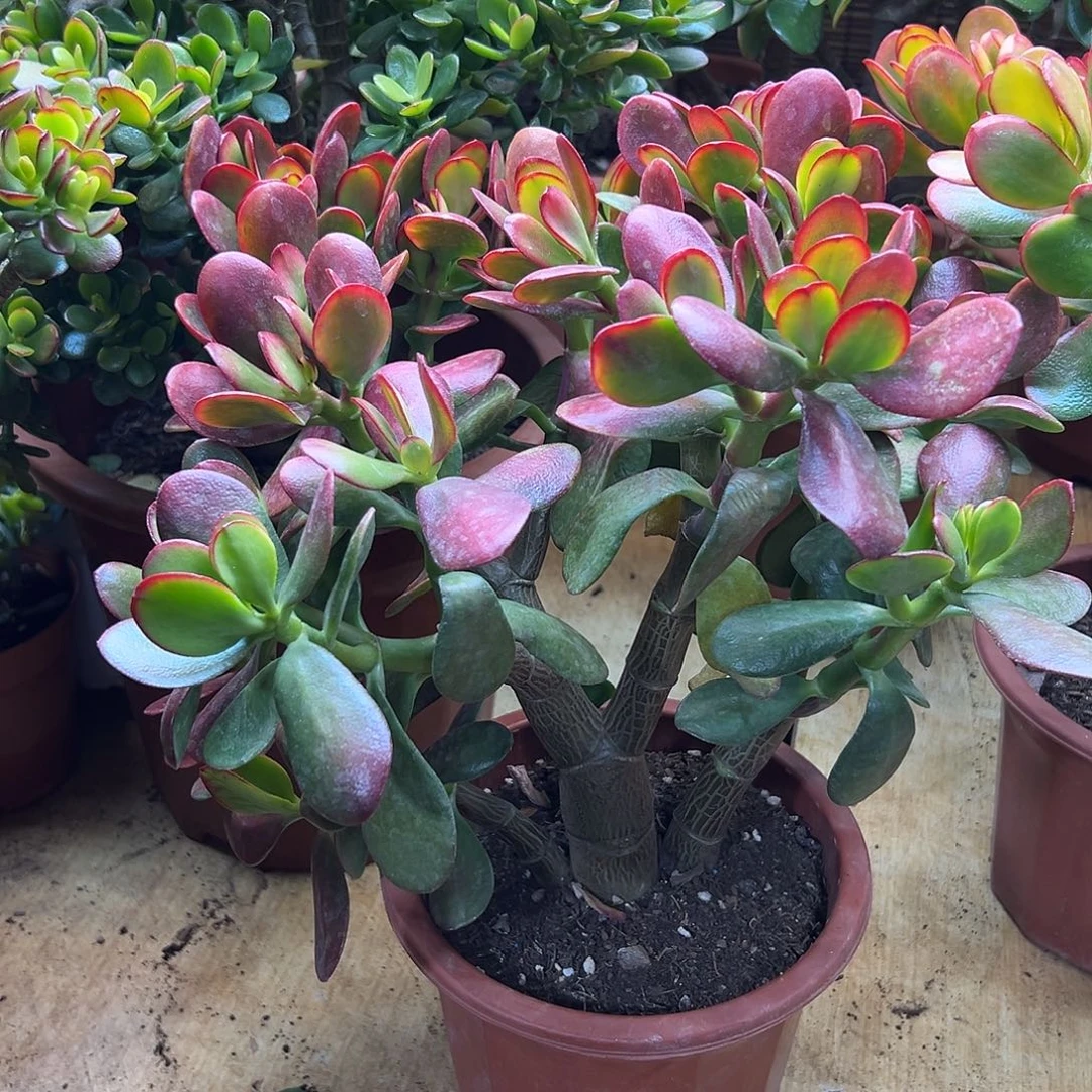 完全开放黄金花月一物一拍