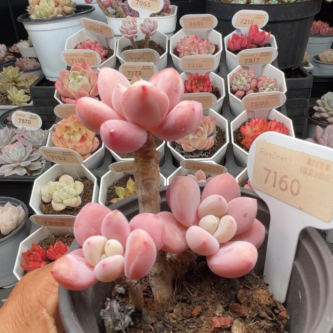 洛神7160-7.5厘米