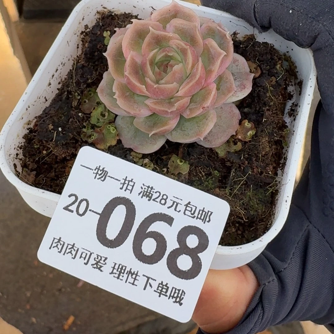 水晶虾饺无盆土发货无