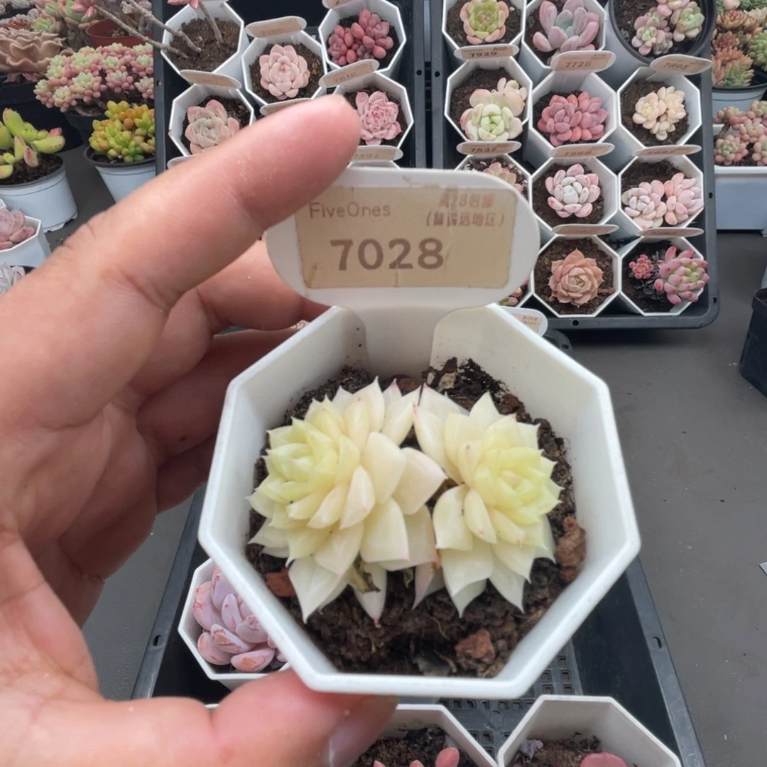 7028白天鹅 4.0厘米