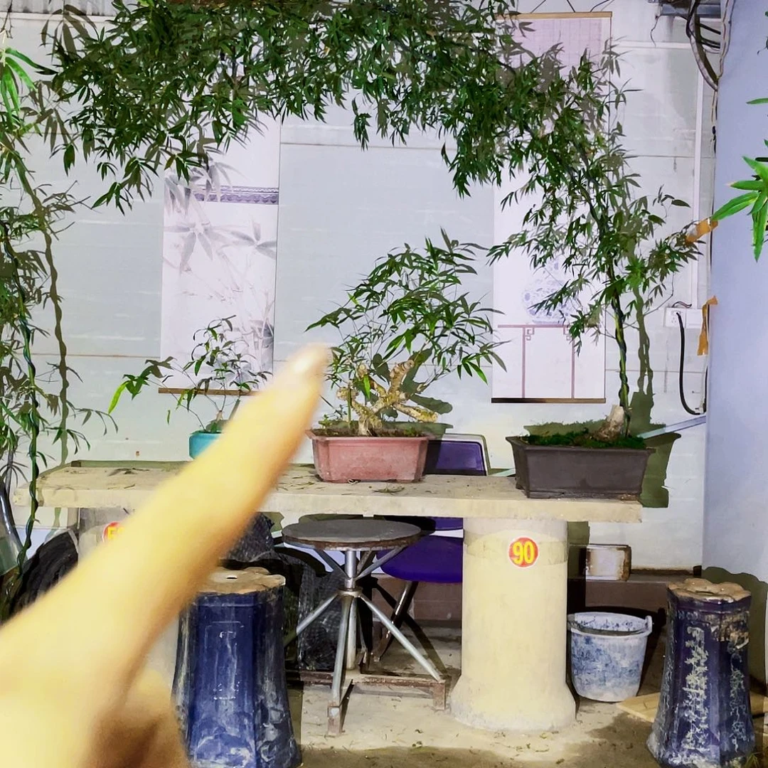 执***辰无花朵小叶簕竹熟桩陶瓷盆一物一拍